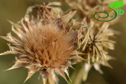 subsp. turkeliense- Gazipaşa