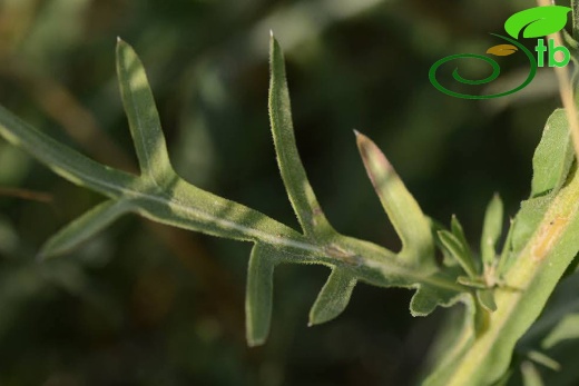 subsp. turkeliense- Gazipaşa