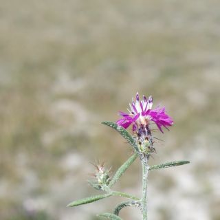 Sivrihisar- Eskişehir