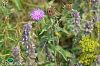 Subsp. stenolepis