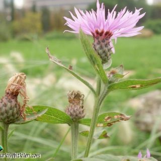 subsp. salicifolia-NGBB