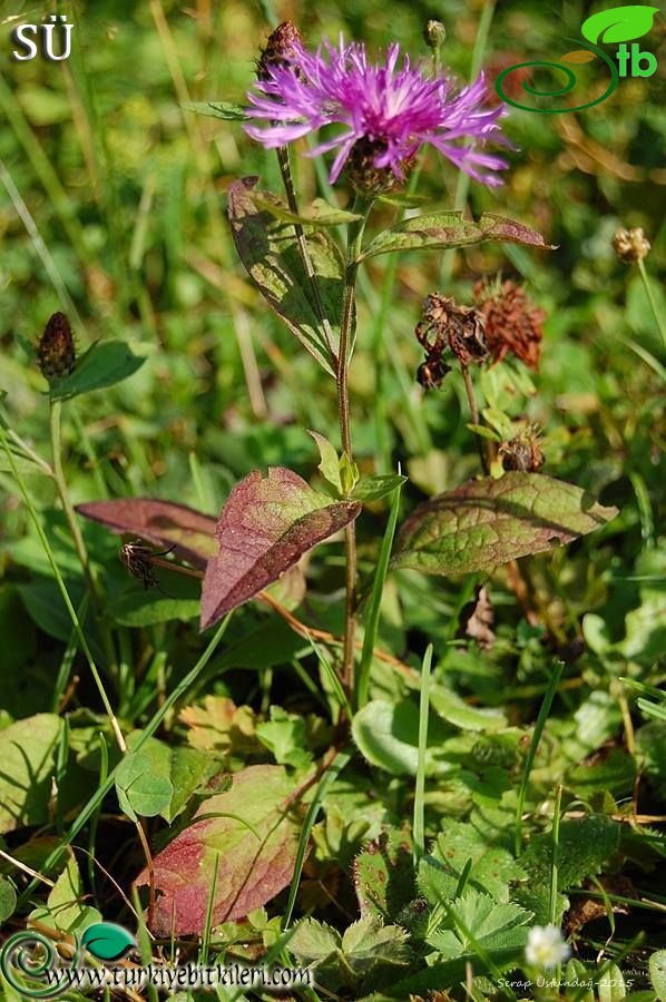 subsp. salicifolia-Kaçkar dağları