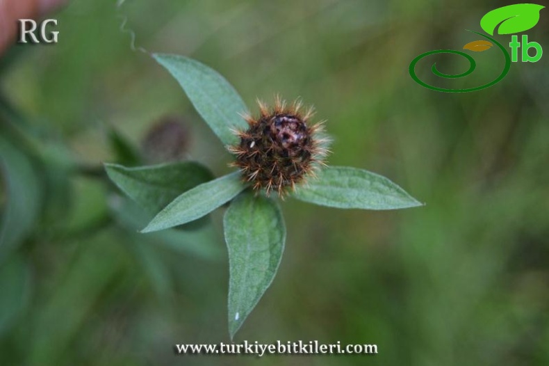 subsp. salicifolia-İkizdere-Rize