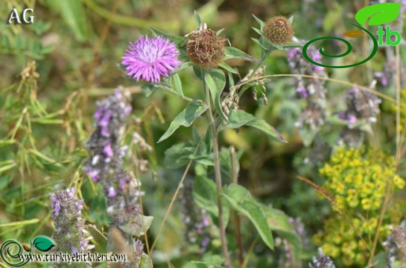 Subsp. stenolepis