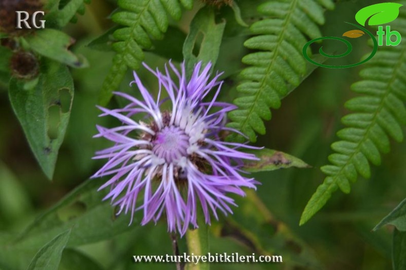 subsp. salicifolia-İkizdere-Rize