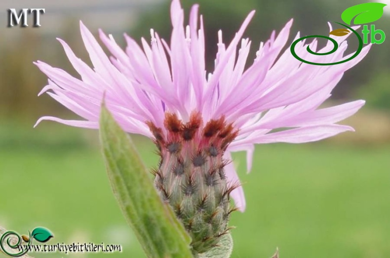 subsp. salicifolia-NGBB