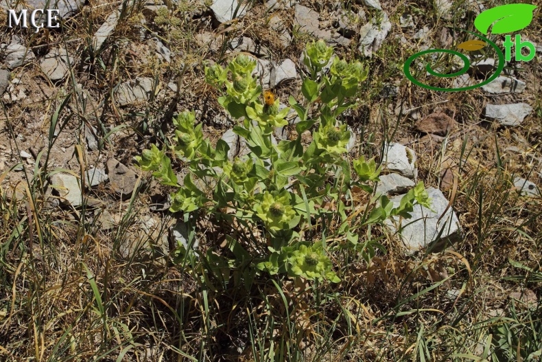 var. szovitsiana- Çatak