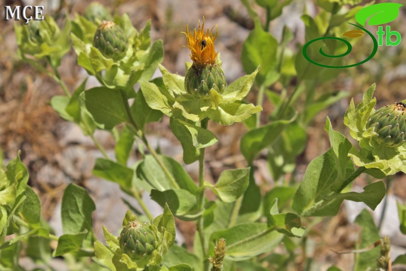 var. szovitsiana- Çatak