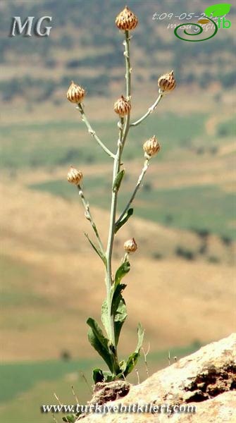 ssp cynarocephala-Mardin