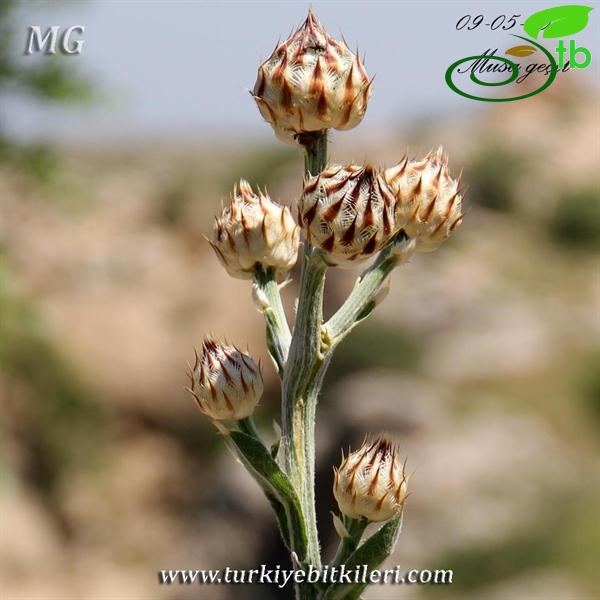 ssp cynarocephala-Mardin