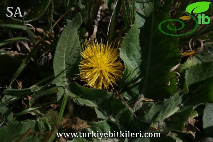 Sivas