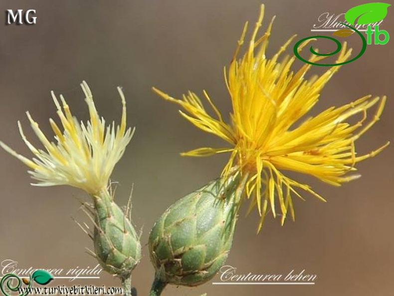 C.rigida-C.behen-Mardin