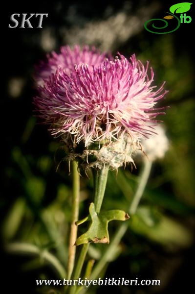 var. scopulorum