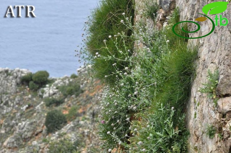 Alanya-Antalya