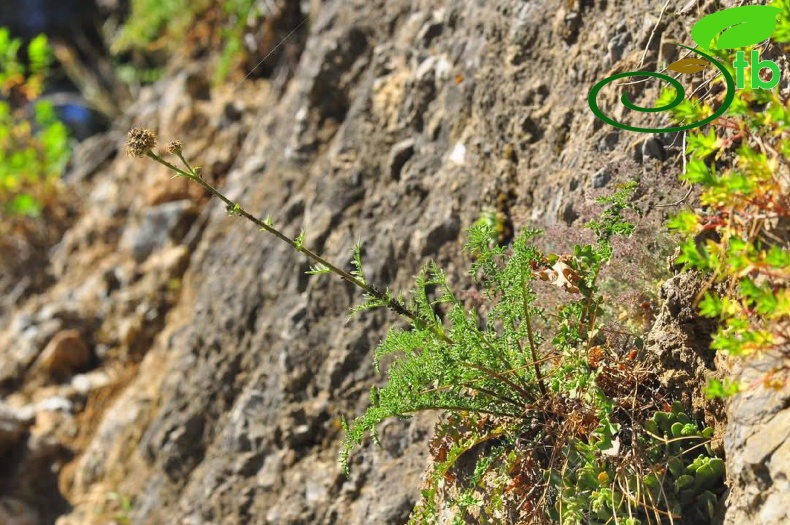 var. glacilior- Antalya
