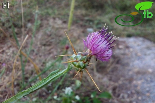 ssp carneola-Mersin