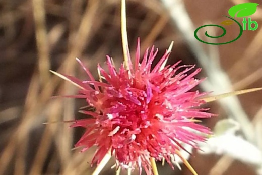 ssp carneola-Mersin