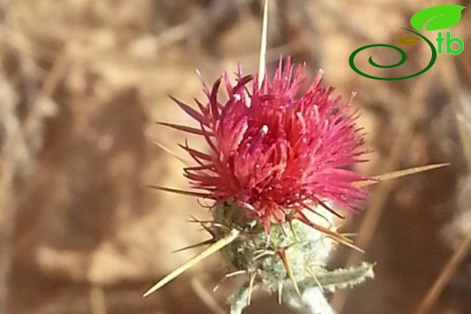 ssp carneola-Mersin