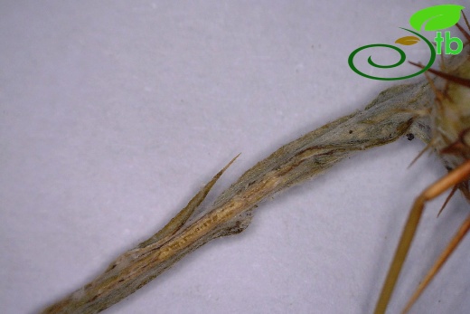 ssp solstitialis