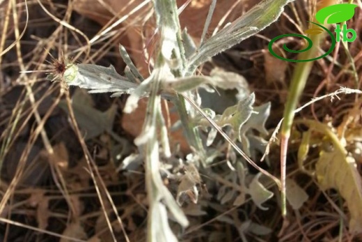 ssp carneola-Mersin