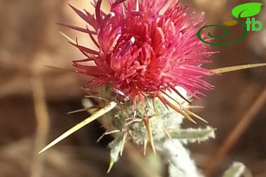 ssp carneola-Mersin