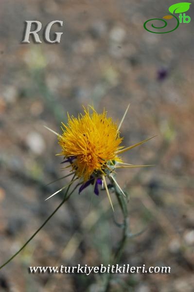 subsp. solstitialis-Ankara
