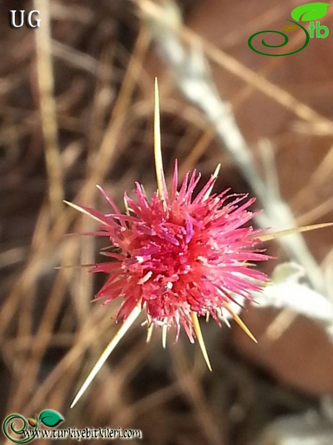ssp carneola-Mersin