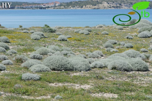 var. spinosa- İzmir