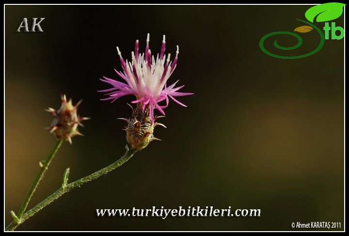 Çamardı-Niğde