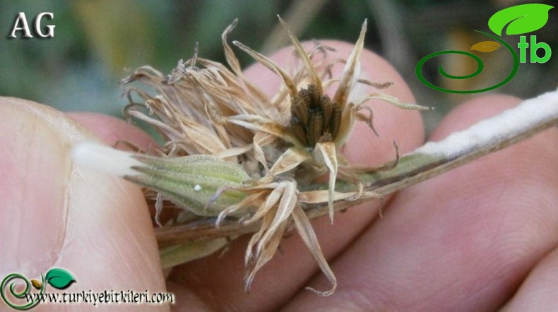 var. juncea-İzmir