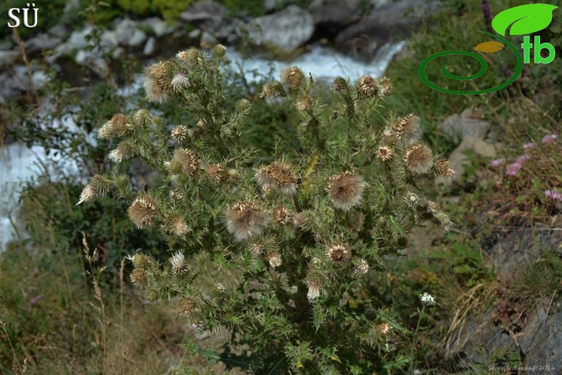 Kaçkar dağları