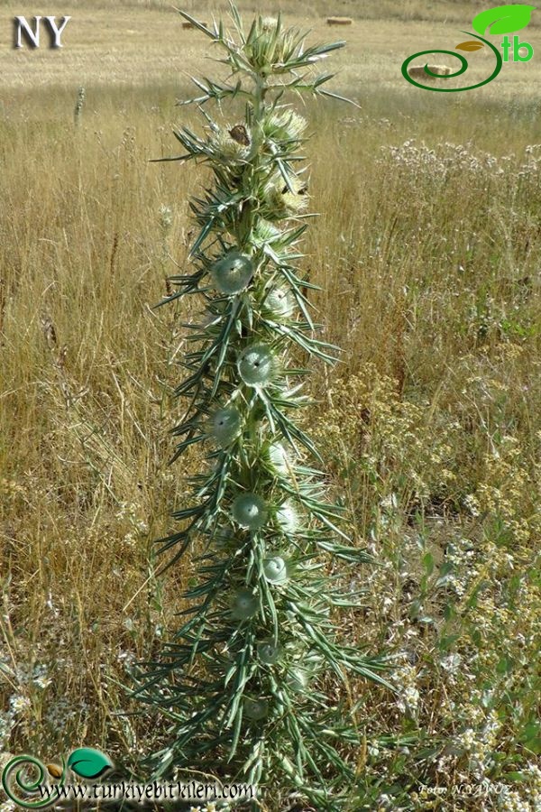 Bayburt