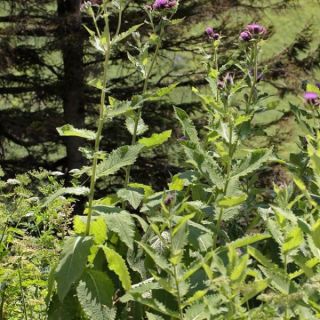 subsp. pseudopersonata-Trabzon