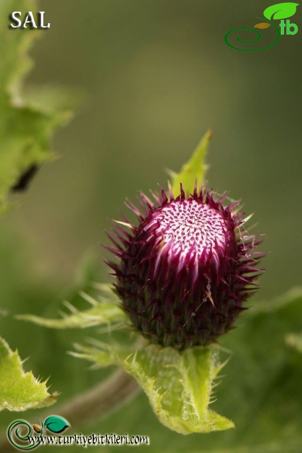 subsp. pseudopersonata-Trabzon