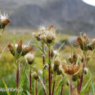ssp armenum-Kaçkar dağları