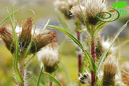 ssp armenum-Kaçkar dağları