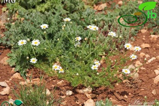 Mardin