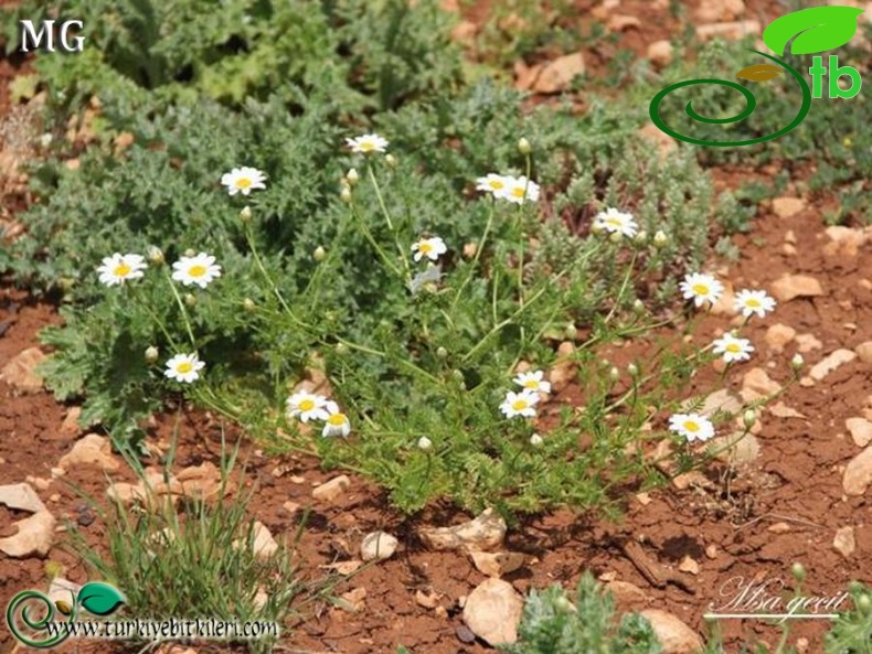 Mardin