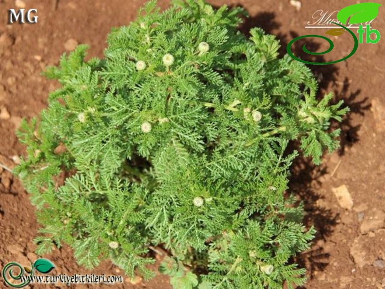 Mardin