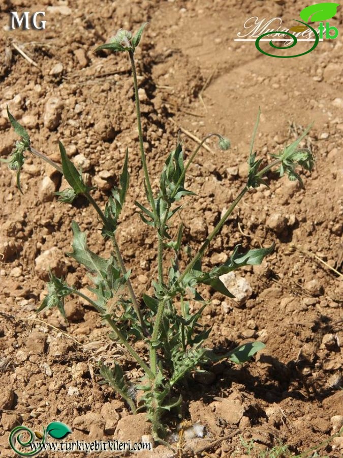 ssp. rhoeadifolia-Mardin