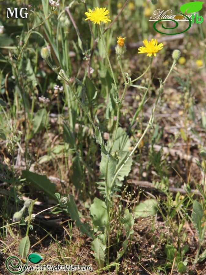 ssp. rhoeadifolia-Mardin