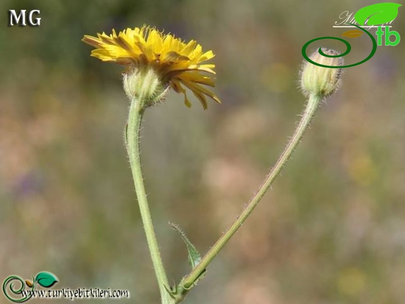 ssp. rhoeadifolia-Mardin