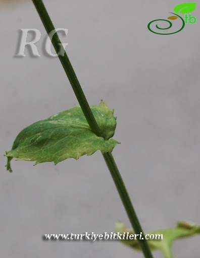 Bolu