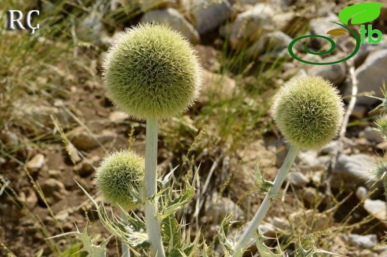 Denizli