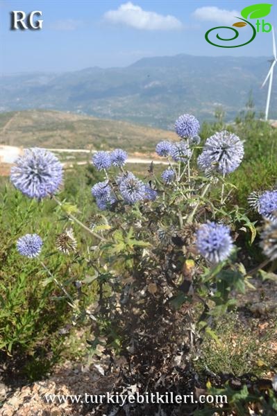 Samandağı-Hatay