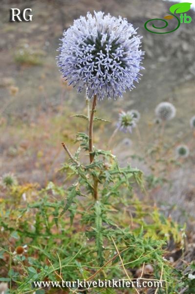Ssp sphaerocephalus-Çankırı