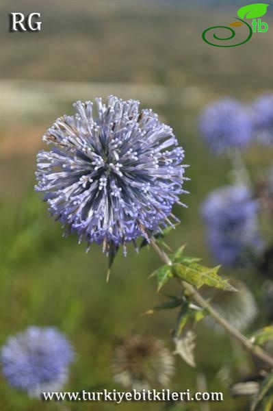 Samandağı-Hatay