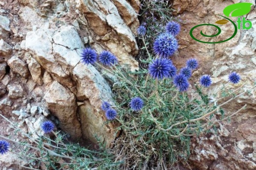 Girdev yaylası-Muğla