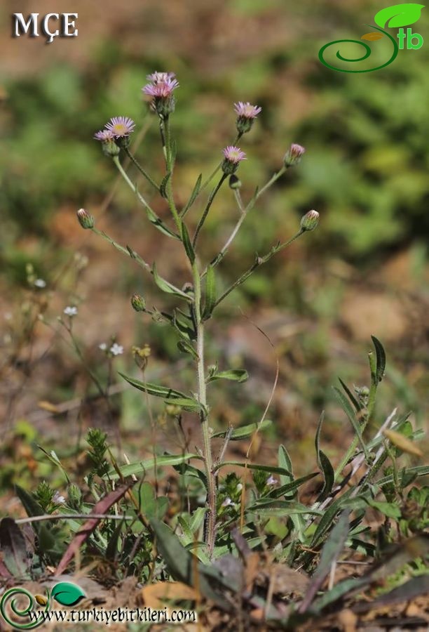 subsp. pycnotrichus-Adana