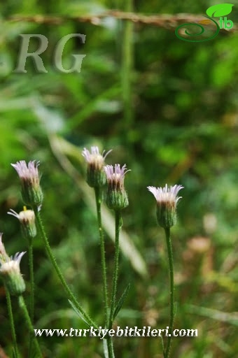 Ilgaz dağları-Kastamonu